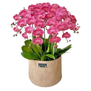 金砖蝴蝶兰花带花苞四季好养盆栽室内年宵花花卉乔迁开业中秋送礼