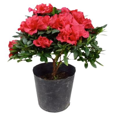 双季映山红树苗花期开花毛杜鹃花