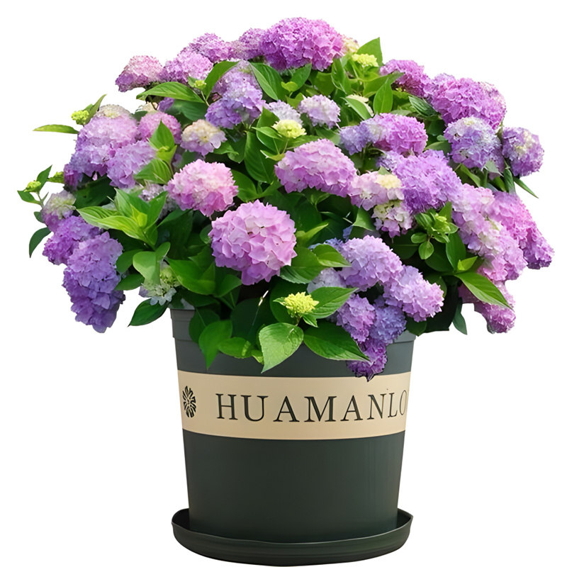 高档花卉绣球花苗盆栽无尽夏阳台庭院别墅花园植物多年生四季耐寒