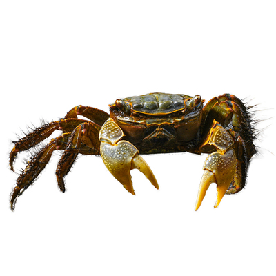 将军蟹淡水螃蟹活体观赏蟹桌面爬宠水果蟹相守蟹宠物蟹水族清洁工