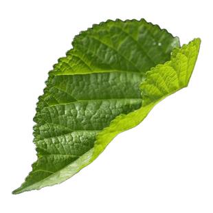 纯野生食用嫩桑叶新鲜现摘野生桑树叶喂蚕上汤桑叶特色蔬菜嫩桑叶