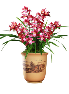 兰花苗花草红贵妃夏带花苞