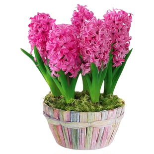 风信子种球水培套装四季水养郁金香花卉室内耐寒土培绿植秋冬盆栽