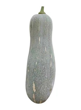 板栗味蟋蟀四季大果蜜本南瓜