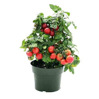 超甜矮生小番茄苗秧盆栽四季品种