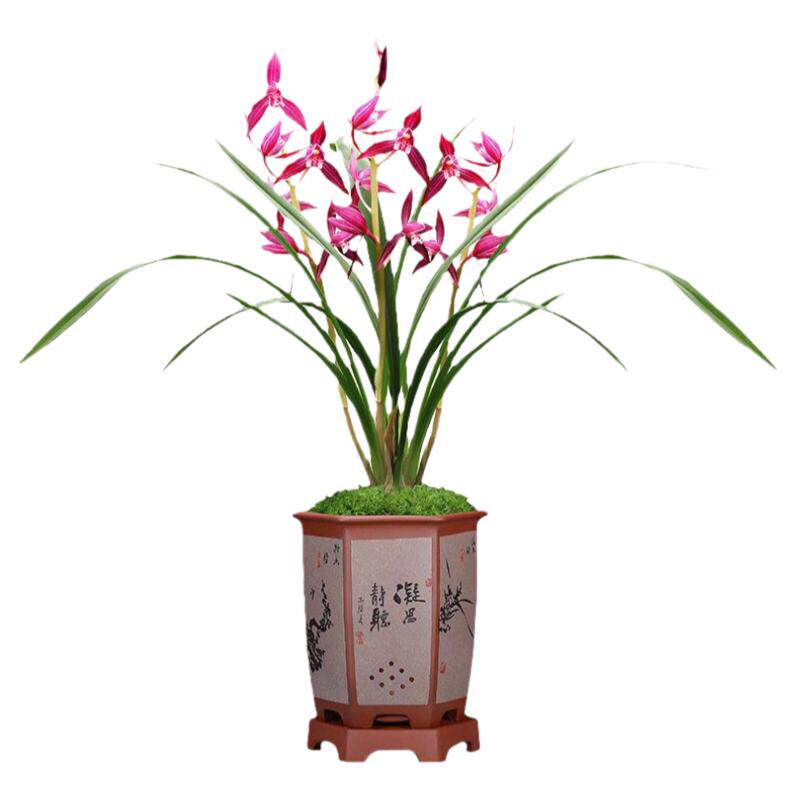 秋榜喜洋洋带花苞室内秋季带花苞