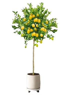 香水柠檬树大型绿植盆栽