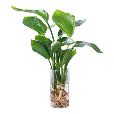 天堂鸟盆栽花卉无土水培植物室内客厅易养活鹤望兰桌面绿植吸甲醛