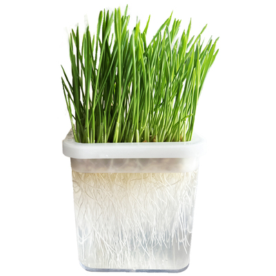 懒人猫草水培盆杯种植排毛球化毛