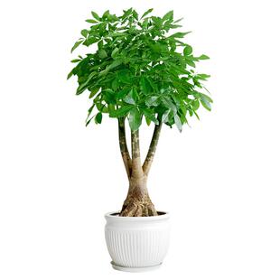 金叶子龙爪发财树老桩绿植物大盆栽客厅办公室内开业礼品净化空气