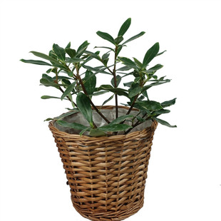 盆栽新款祥瑞其他花卉庭院冬季金边瑞香花苗大苗当年开花带土耐寒