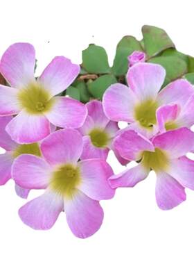 芙蓉系列酢浆草球根早花好养