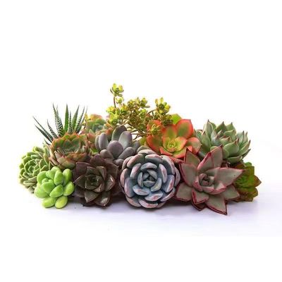 网红爆款新手套餐精品肉肉带盆