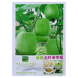 早熟五叶米冬瓜5g粉皮小冬瓜蔬菜种子孑籽白广枕瓜白扁蒲大瓠子瓠