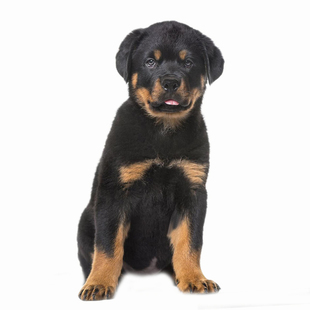 纯种双血统罗威纳幼犬宠物狗狗活体小狗活物幼崽大型防暴犬护卫犬