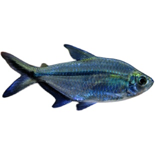 黑尾大勾群游鱼草缸小型活体热带观赏鱼淡水鱼新手好饲养灯科鱼