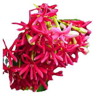 使君子驱蚊爬藤大苗室内外重瓣大花庭院阳台四季常青植物花卉绿植