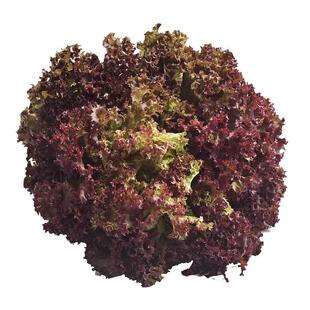 【槿馐】红叶生菜250g-5斤 罗莎红生菜新鲜蔬菜沙拉食材紫叶色拉