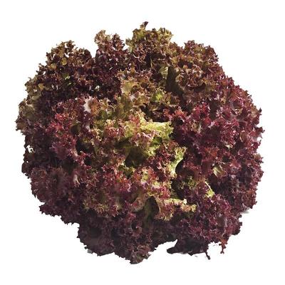 红叶生菜新鲜蔬菜沙拉食材顺丰