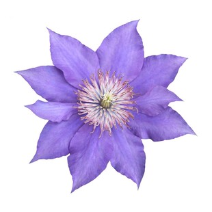 铁线莲爬藤植物庭院耐寒绿植盆栽小苗乌托邦银币阳台四季攀援花卉