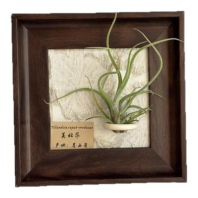 小凤仙儿空气凤梨套餐懒人现代装饰画框桌面墙上深棕色相框5寸