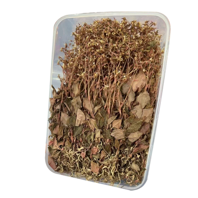 正宗金线莲开花整株福建南靖500g