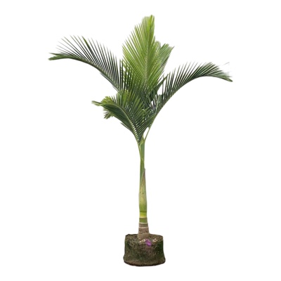亚历山大椰子树大型落地绿植庭院
