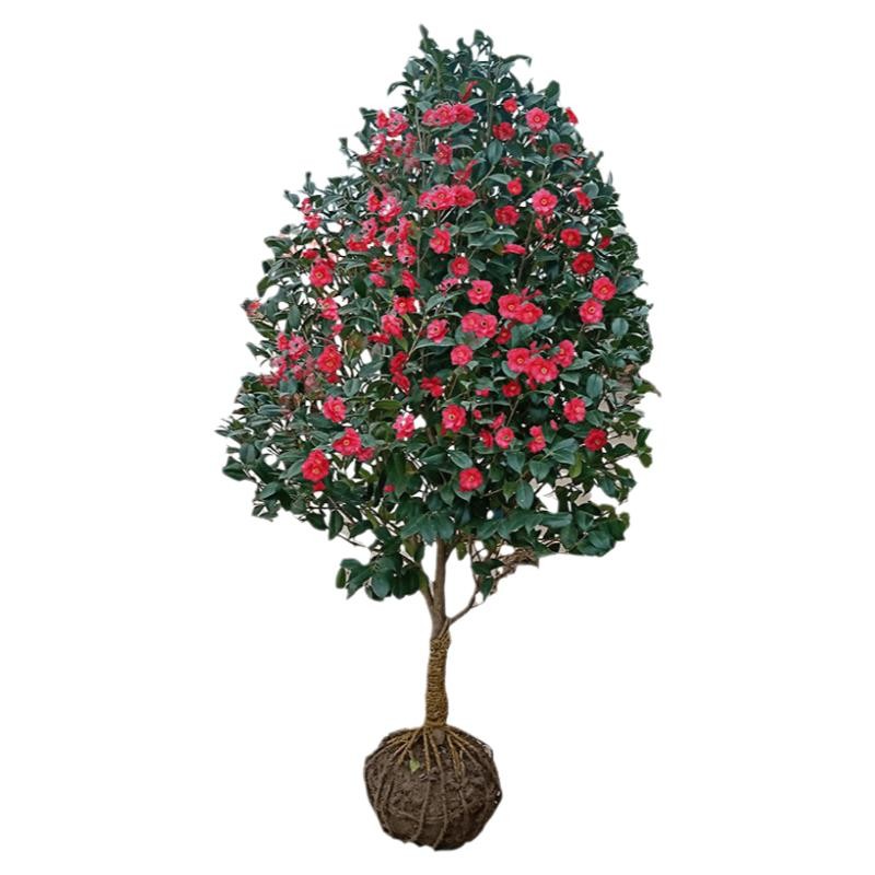 耐冬山茶花树苗庭院耐寒四季常青