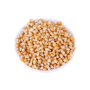 爆米花玉米种子斯达爆6号球型爆花玉米国审爆米花籽 糯玉米春夏播