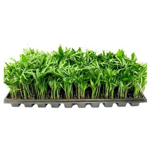 袖珍椰子盆栽凤尾竹国王椰子大型室内客厅前台植物四季常青易养护