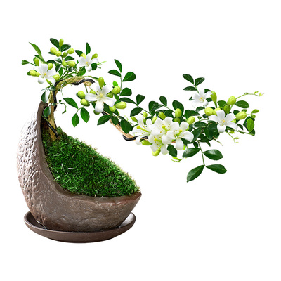 飘枝小叶九里香盆栽室内茶几