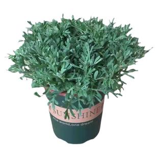 芙蓉菊盆栽植物室内外庭院老桩苗银叶菊玉芙蓉四季好养易活花卉