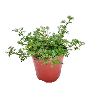 海蒂的花园旗舰店细叶美女樱旱金莲庭院花卉植物盆栽花苗