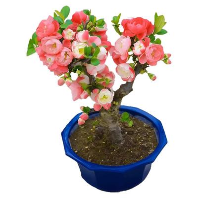 海棠花盆栽树苗景重瓣老桩