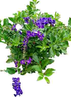 木本花卉花园庭院假连翘秋天