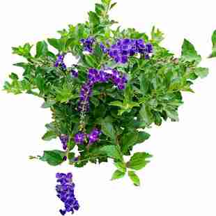 金露花露蕾丝紫金盆栽紫雪花台湾假连翘树苗发货紫金藤星花玉兰苗