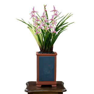 翁源兰花苗老种四季建兰绿鸟嘴香妃红花带花浓香好养绿植花卉盆栽