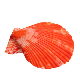 天然彩色扇贝壳打孔海螺创意diy墙贴地台婚庆地中海家居鱼缸装饰