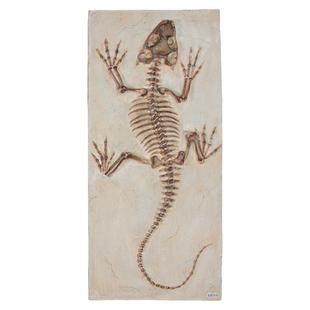 树脂仿真远古生物化石壁饰酒吧墙复古动物昆虫恐龙壁挂装饰鸟标本