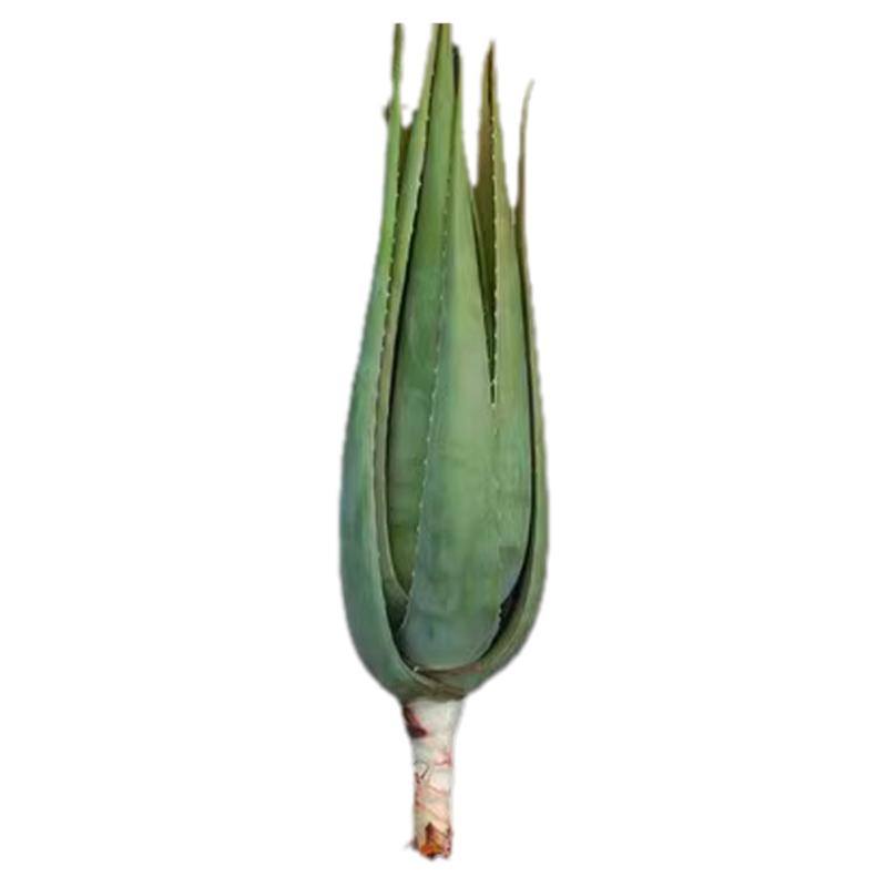 库拉索芦荟大型绿植灌肤美容院专用食用芦荟盆栽芦荟吃的芦荟植物