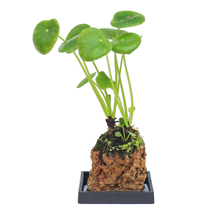 镜面草水培假山附石盆栽桌面创意微景观绿植办公室禅意庭院室植物