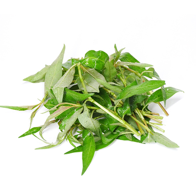 香柳叶拉萨叶新鲜香料菜