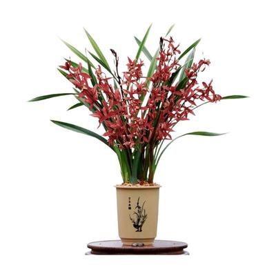 喜花里正品大花蕙兰韩国小姐红花