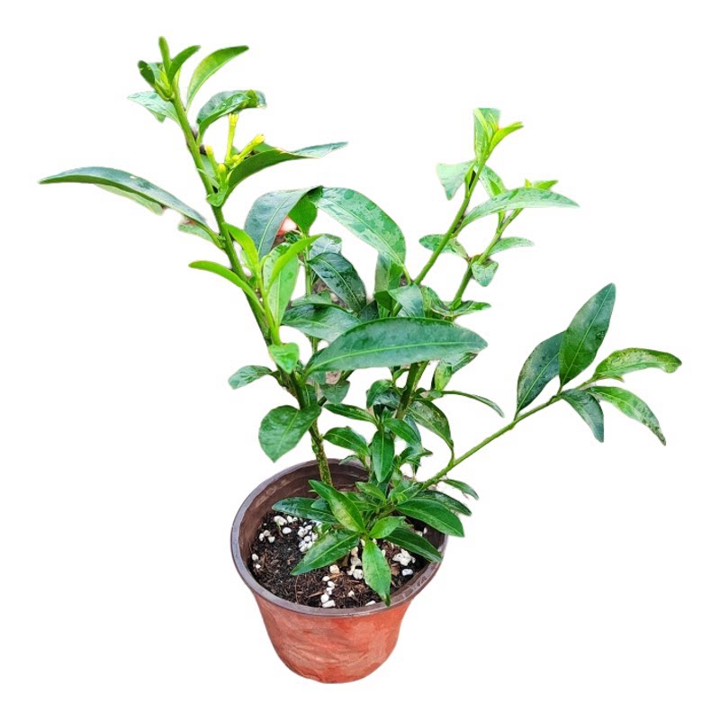 夜来香树苗夜香花浓香型花卉盆栽绿植阳台庭院种植四季常绿好养活