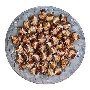 花螺鲜活新鲜海螺东风螺小海螺香螺田螺海鲜水产贝类冷冻海猪螺