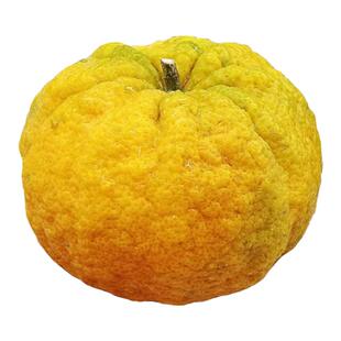 狮头柑丑八怪丑柑石首桃花山皱皮柑特级大果当季桔子新鲜孕妇水果