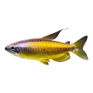 黄金二线刚果美人鱼进口南美州热带鱼淡水小型观赏鱼群游灯鱼活体