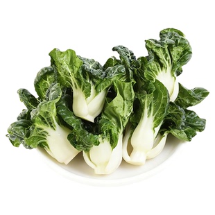 新鲜宁夏矮脚奶白菜牛奶白菜中学斗迷你奶白菜新鲜斗白菜新鲜蔬菜