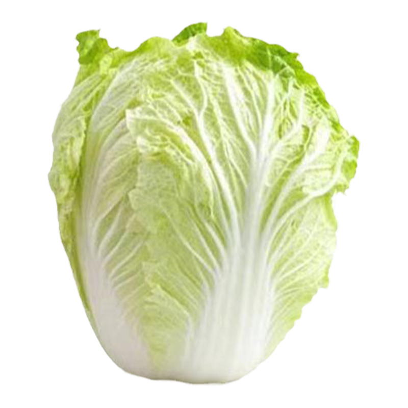 大白菜苗子大白菜苗四季盆栽阳台
