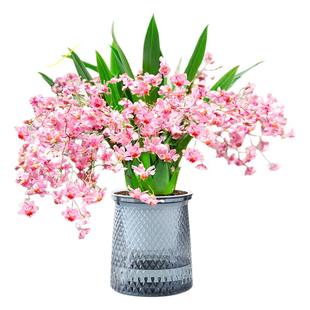 文心兰盆栽带花苞水培植物香水梦香兰室内兰花办公室桌面绿植花卉